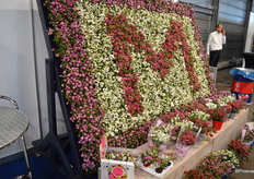 Kwekerij Mathot weet wel raad met de Pernettya's